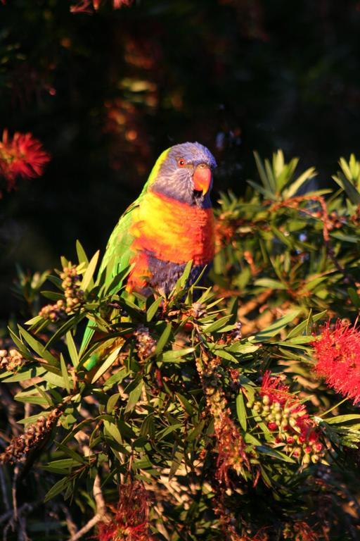 Huskisson Bed And Breakfast Luaran gambar